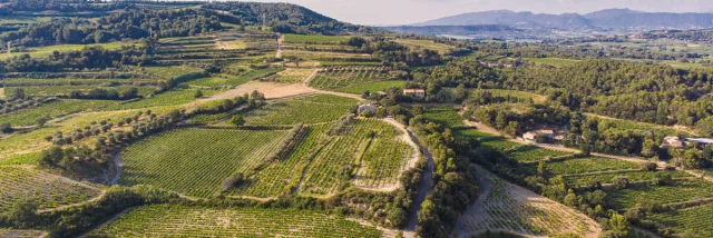 Blick auf die Weinberge