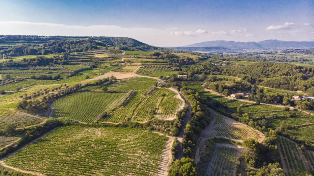 Blick auf die Weinberge