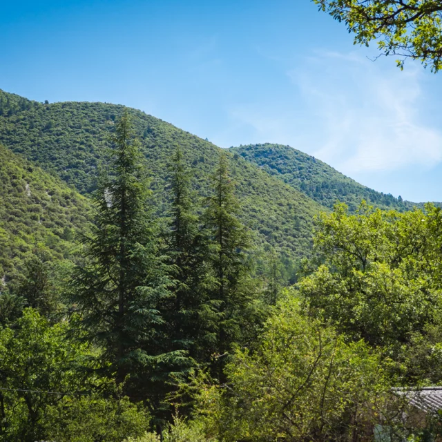 Dorian VENZI - Le jardin singulier - Saint-Léger-du-Ventoux