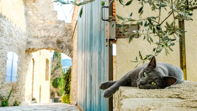 A cat lying in an alley in Faucon
