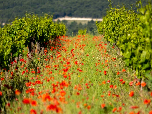 2021 05 25 Weinberge Frühling