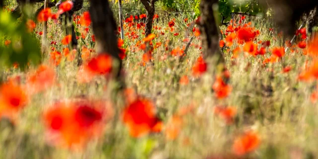 2021 05 25 Vines Spring