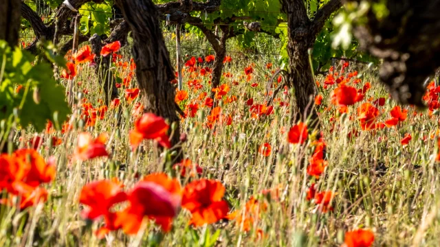 Poppies at the foot of a vine