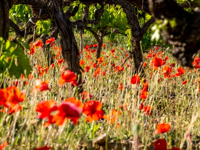 Mohnblumen am Fuß eines Weinbergs