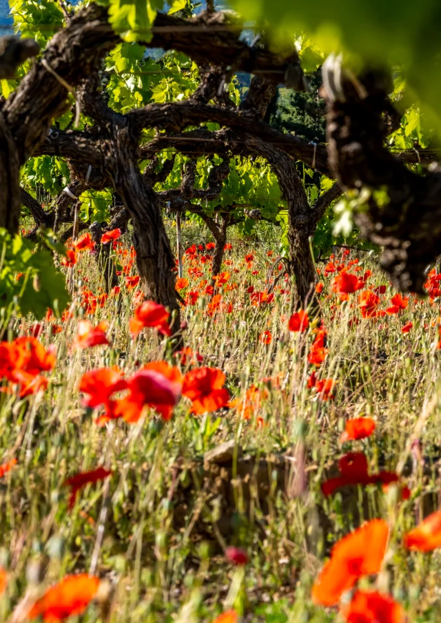 Poppies at the foot of a vine