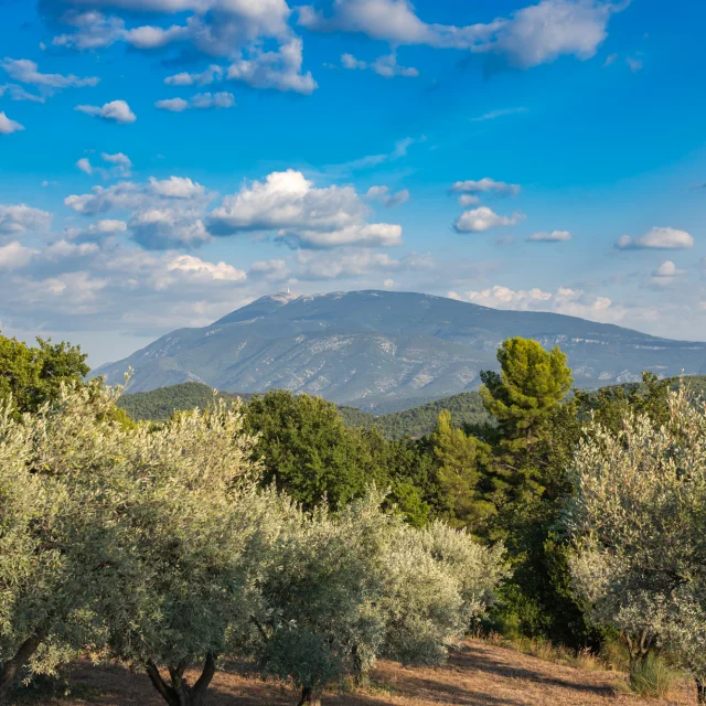 Apéro perché Youpi Tours auf dem Weingut La Fille des Vignes zum Abschied von Marine