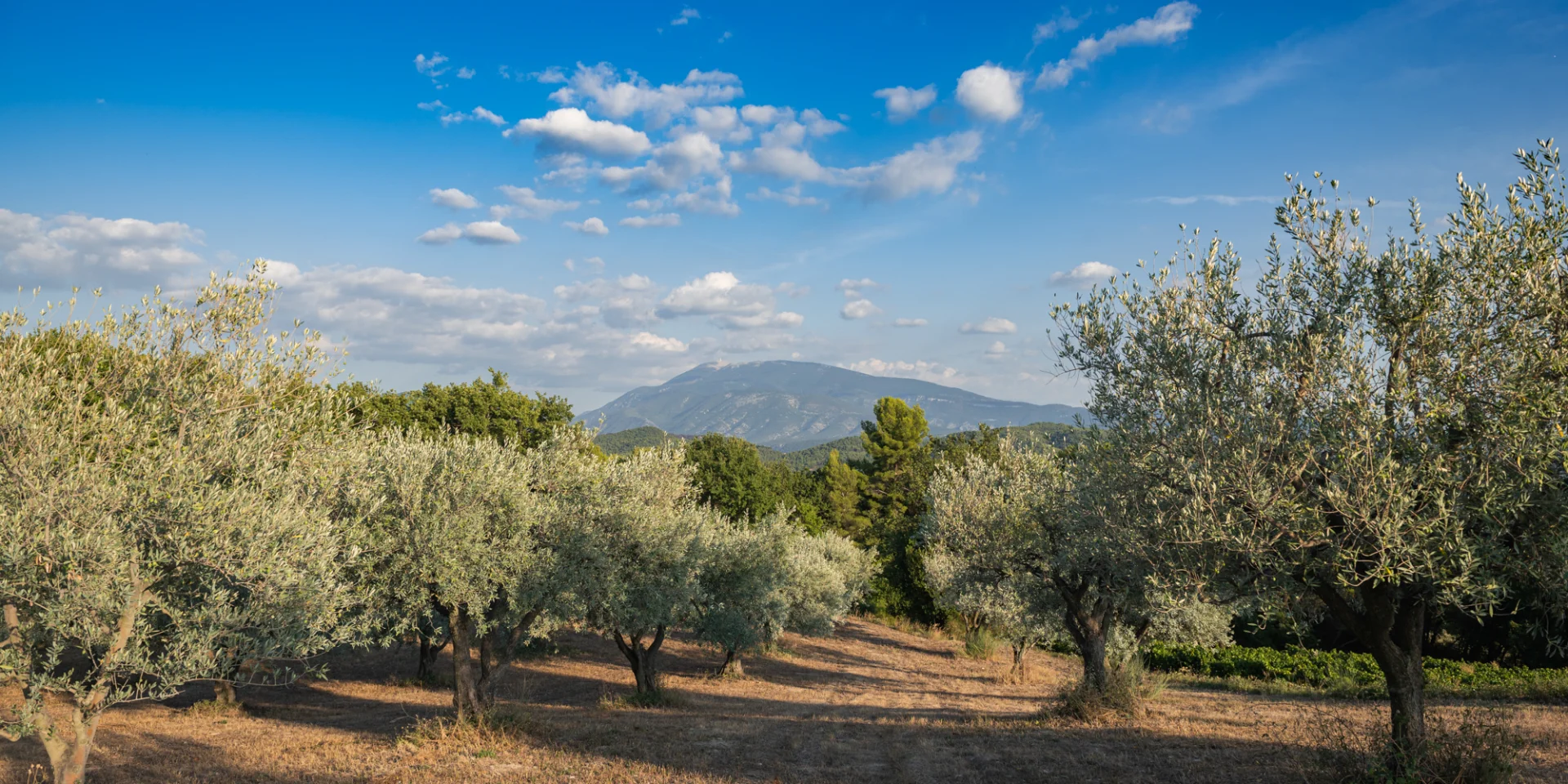 Apéro perché Youpi Tours auf dem Weingut La Fille des Vignes zum Abschied von Marine