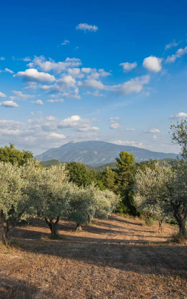 Apéro perché Youpi Tours auf dem Weingut La Fille des Vignes zum Abschied von Marine