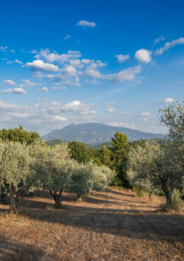 Apéro perché Youpi Tours auf dem Weingut La Fille des Vignes zum Abschied von Marine