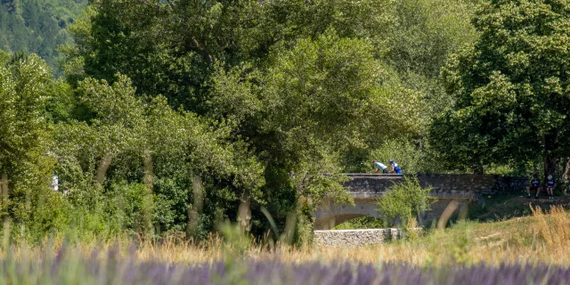 Champs de lavande et cyclistes sur un pont