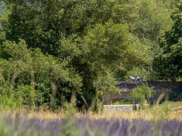Lavender fields and cyclists on a bridge