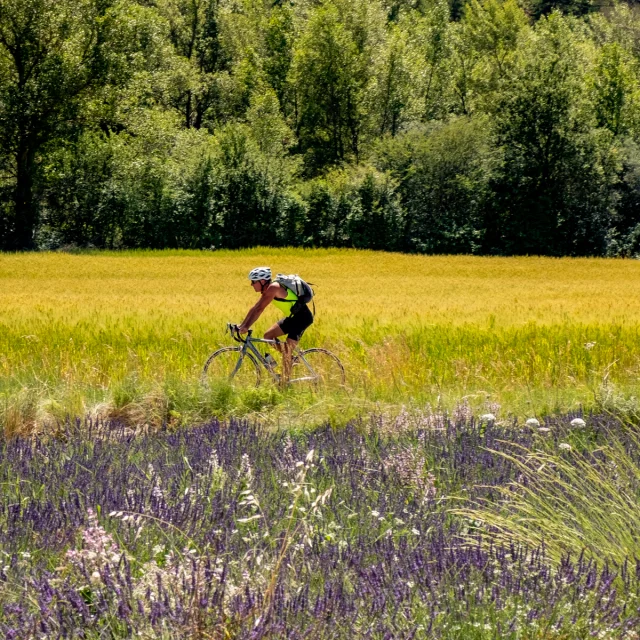 Cyclist riding next to a lavender field