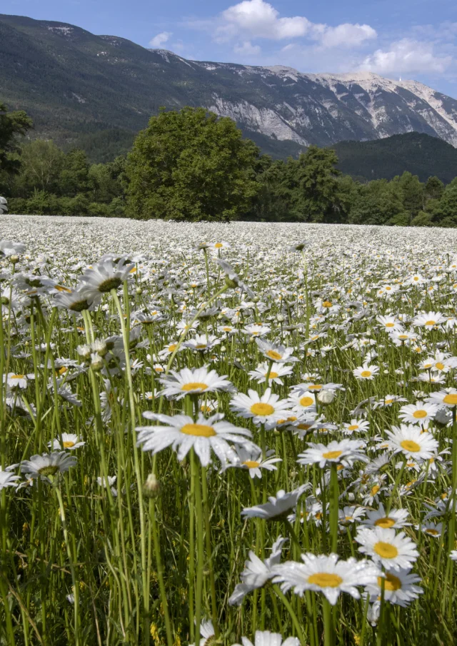 Blumenfelder im Frühling in Savoillans