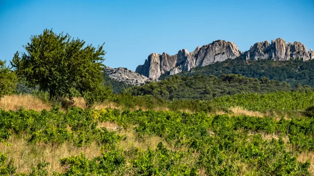 View of the Dentelles de Montmirail