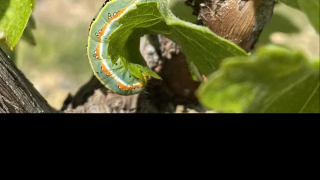 Vine caterpillars pictures