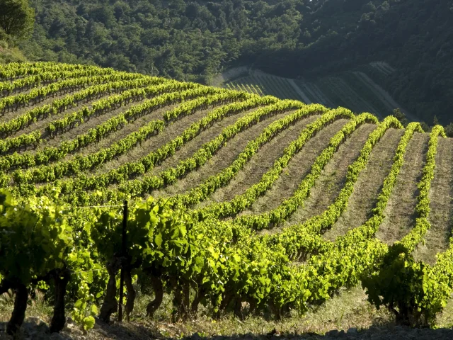 Weinberge
