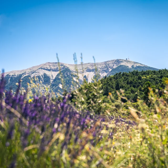 View of Mont Ventoux through a lavender field from the Baronnies provençale