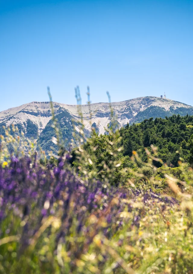 View of Mont Ventoux through a lavender field from the Baronnies provençale