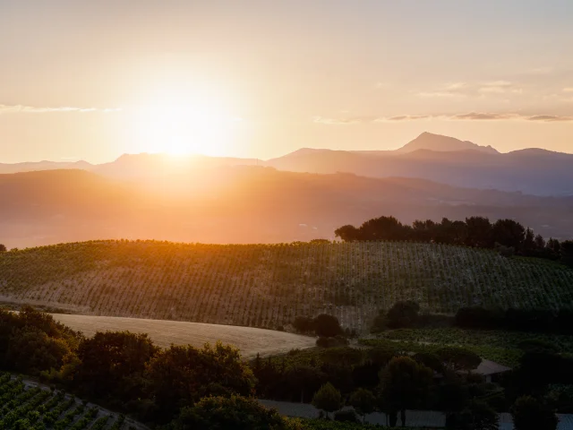 Vignoble Rasteau Au Soleil Levant