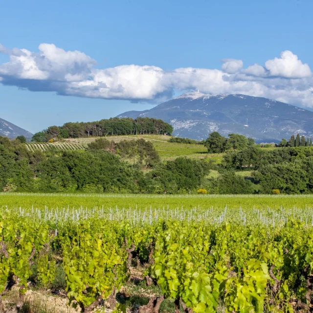 Appellation Cotes Du Rhone Villages Vaison La Romaine Vignes Mont Ventoux