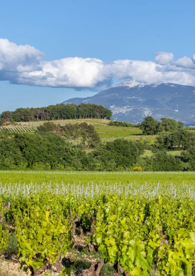Appellation Cotes Du Rhone Villages Vaison La Romaine Weinberge Mont Ventoux