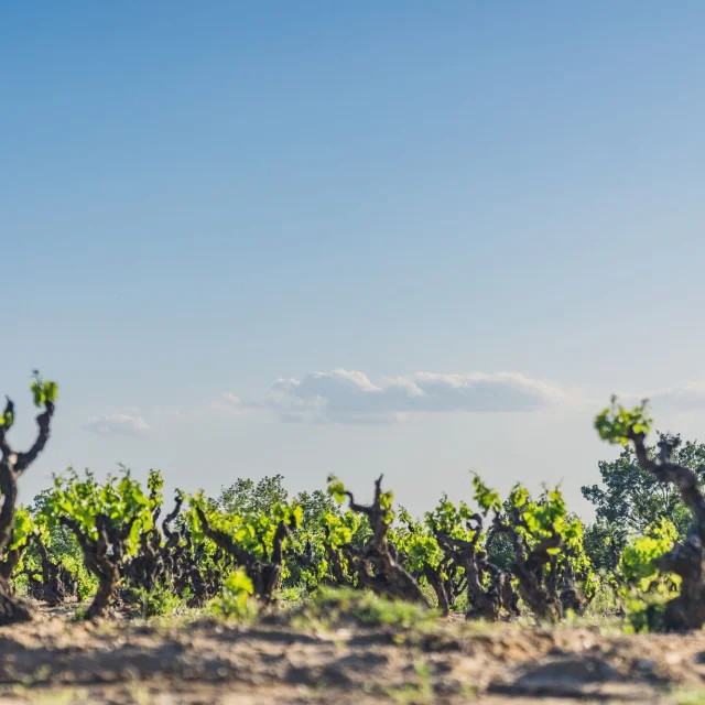 Cairanne Vignobles Spring