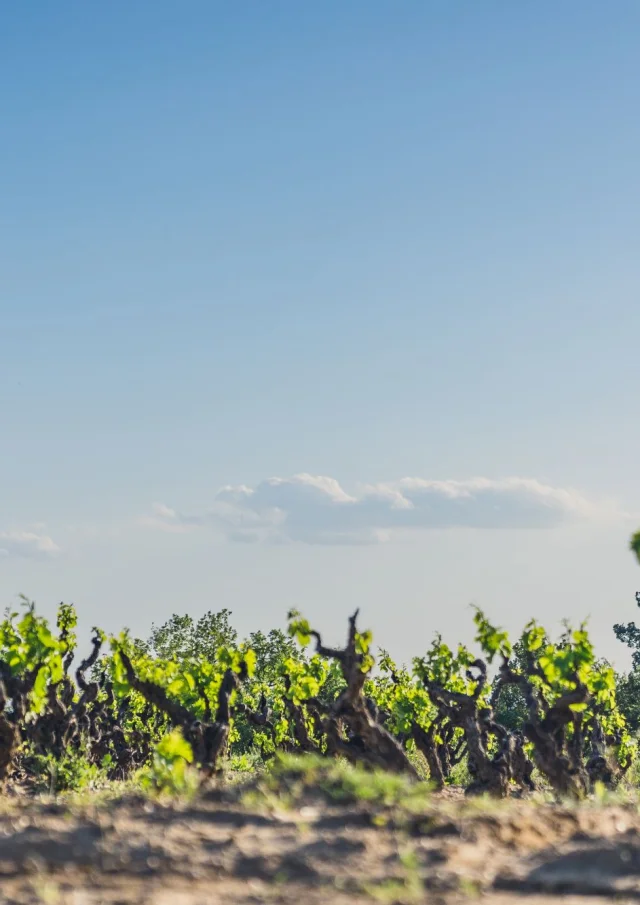 Cairanne Vignobles Spring