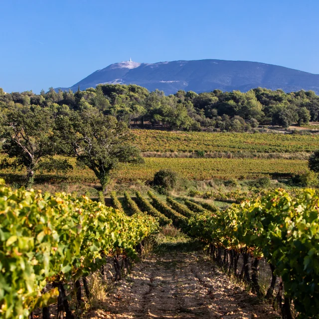 Vignobles de Puymeras