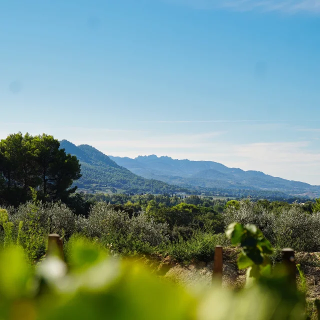 Aoc Cotes Du Rhone Villages Roaix Vignes Dentelles De Montmirail