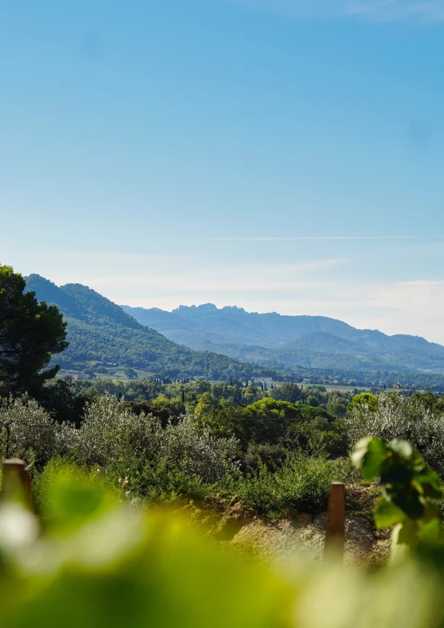 Aoc Cotes Du Rhone Villages Roaix Vignes Dentelles De Montmirail