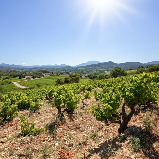 Vignobles Cotes du Rhone Villages Roaix