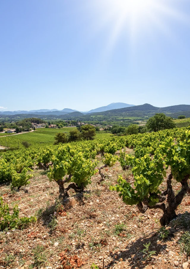 Cotes du Rhone Villages Roaix vineyards